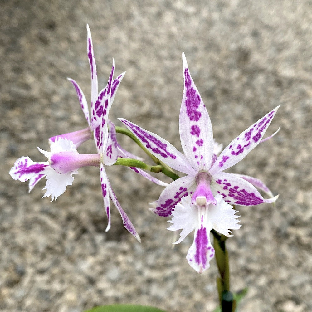 Epidendrum Barkeria (Barkeria spectabilis x Epidendrum criniferum), pret special!