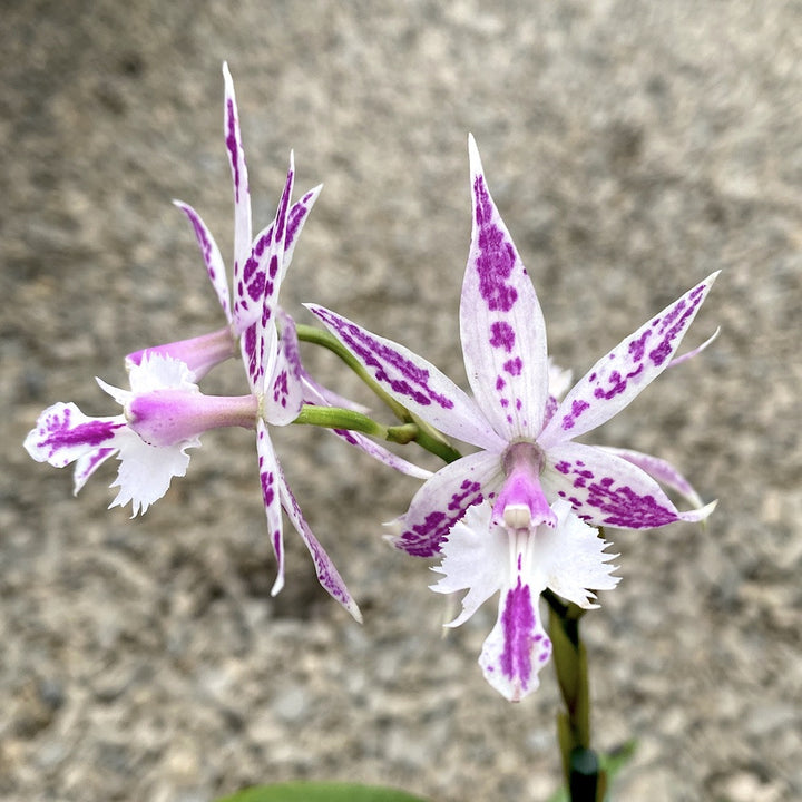 Epidendrum Barkeria (Barkeria spectabilis x Epidendrum criniferum), pret special!