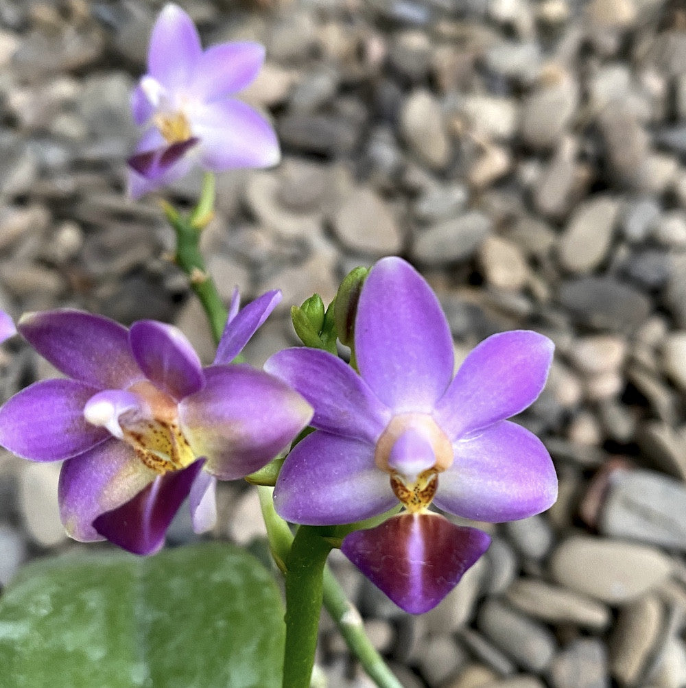 Phalaenopsis Evarise Blue Angel