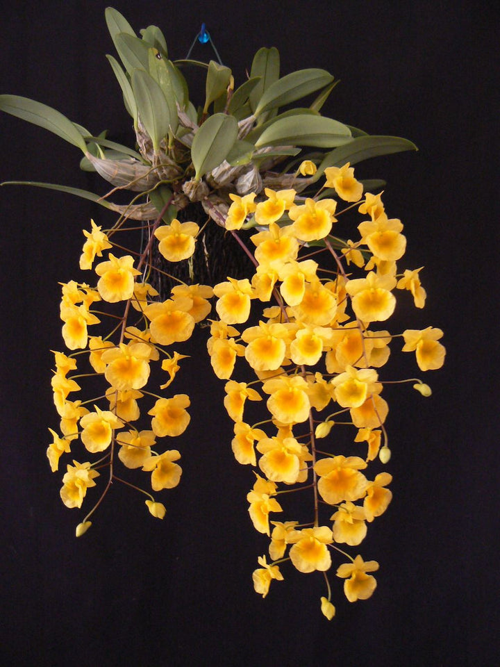 Orhidee Dendrobium lindleyi (syn. aggregatum) parfumat