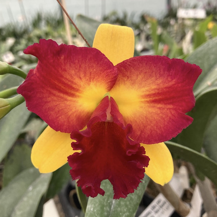 Potinara Shinfong Little Love × Blc. Tzeng-Wen Beauty