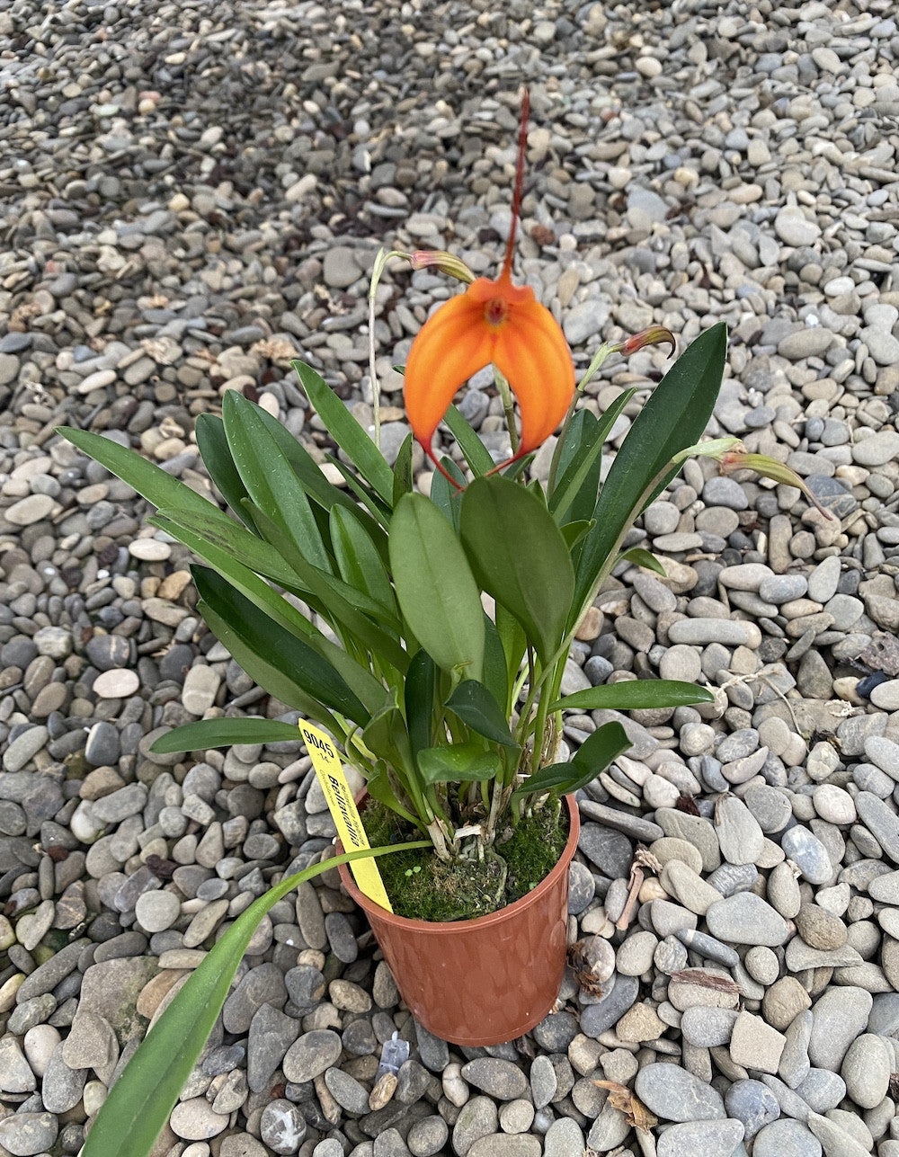Orhidee Masdevallia portocalie