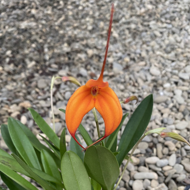 Orhidee Masdevallia portocalie