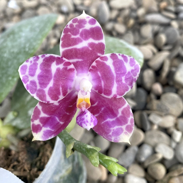 Phalaenopsis KS Super Zebra '84'