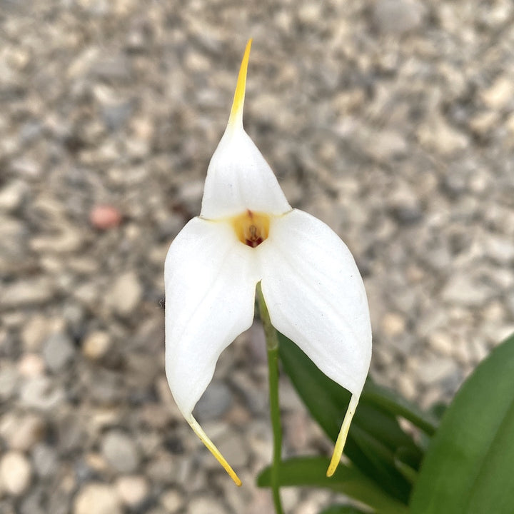 Orhidee Masdevallia alba