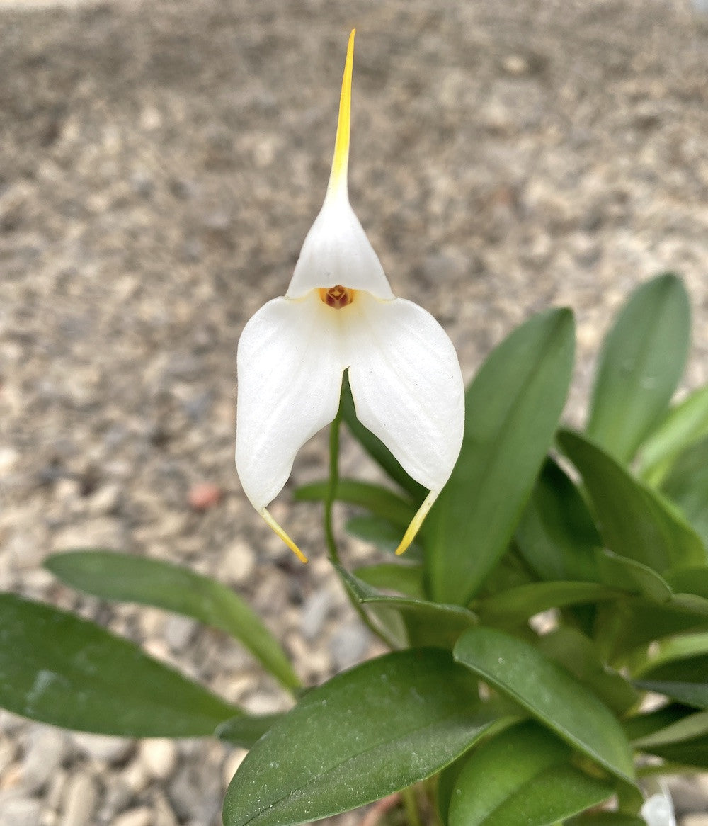 Orhidee Masdevallia alba