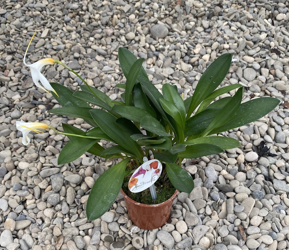Orhidee Masdevallia alba