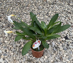 Orhidee Masdevallia alba