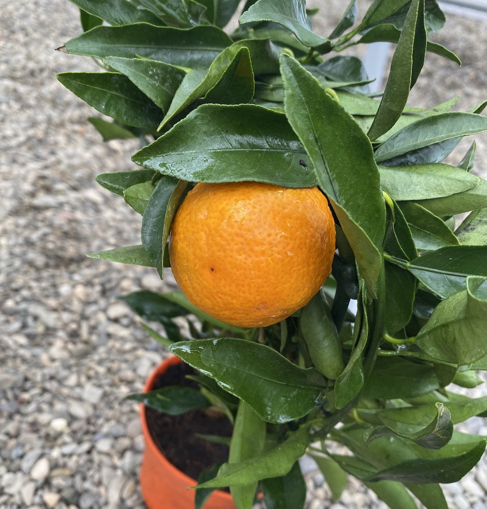 Citrus Orangequat Oceana (meiwa kumquat x satsuma mandarin)