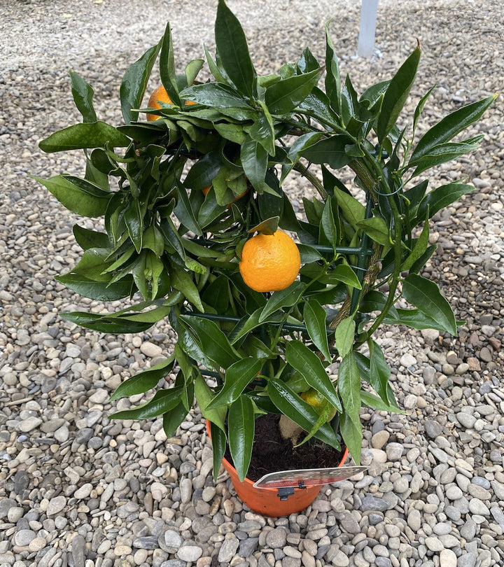 Citrus Orangequat Oceana (meiwa kumquat x satsuma mandarin)