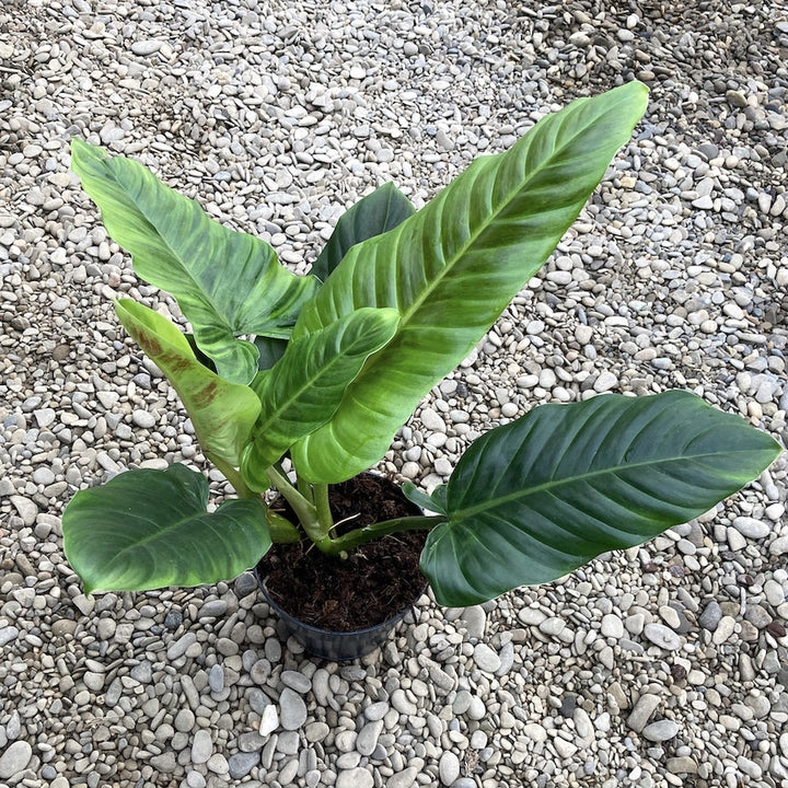 Philodendron Subhastatum