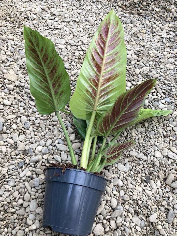 Philodendron Subhastatum