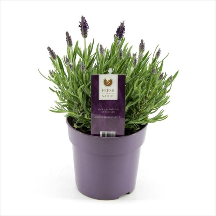 Lavanda la ghiveci - Lavandula stoechas Anouk Dark Purple