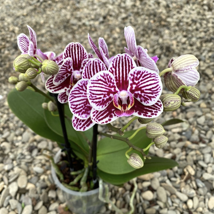 Orhidee Phalaenopsis Little Zebra, comanda online la pret special!