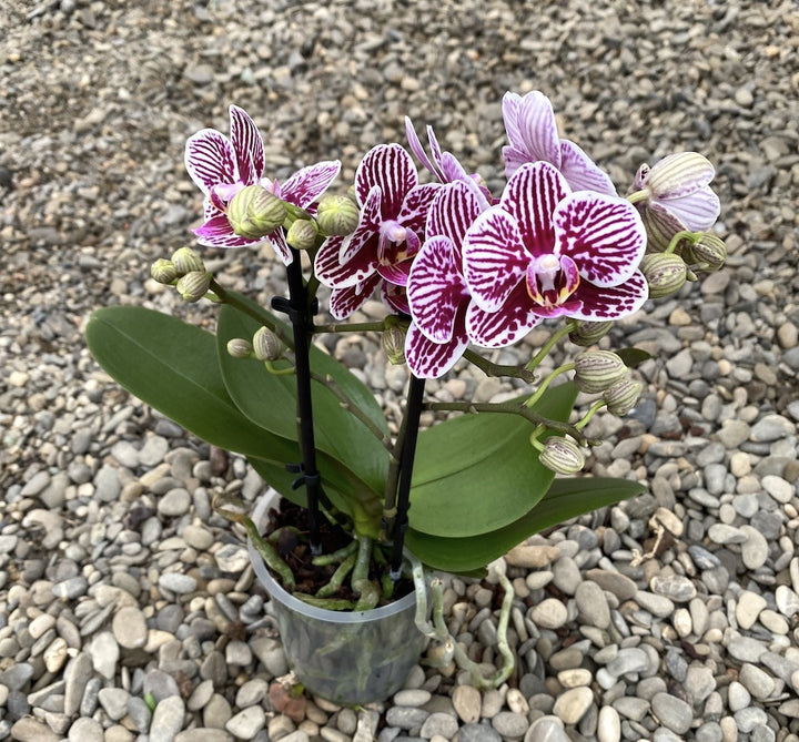 Orhidee Phalaenopsis Little Zebra, comanda online la pret special!