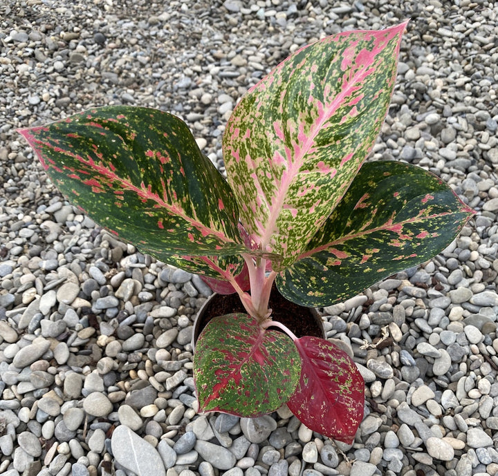 Aglaonema Sombat