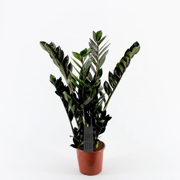 Zamioculcas Zamiifolia Super Nova (frunze aproape negre)