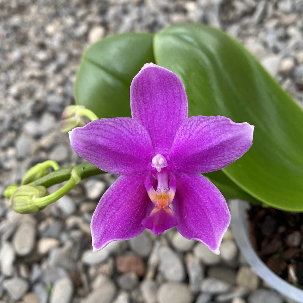Orhidee Phalaenopsis Miki Flora