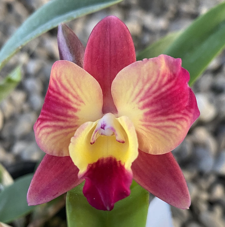 Cattleya Cosmic Delite