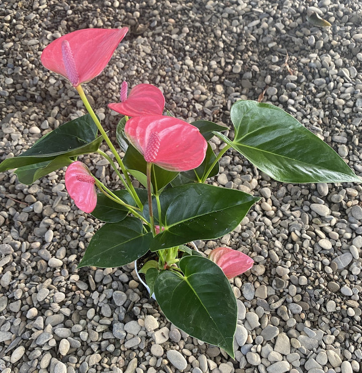 Anthurium Princess Alexia Pink Fever