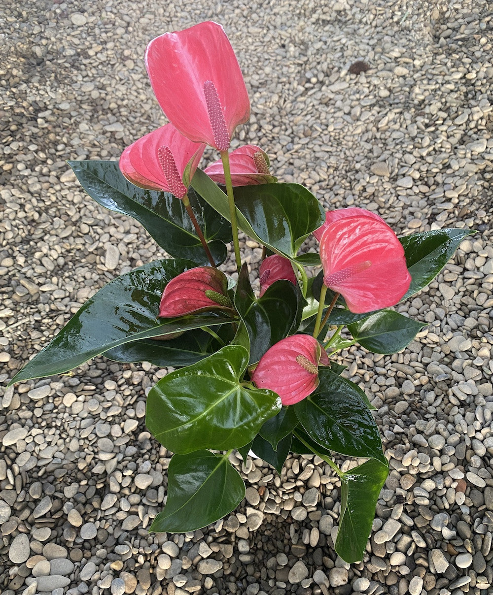 anthurium pink princess Anthurium Princess Alexia Pink Fever – Secret Garden Plant Shop