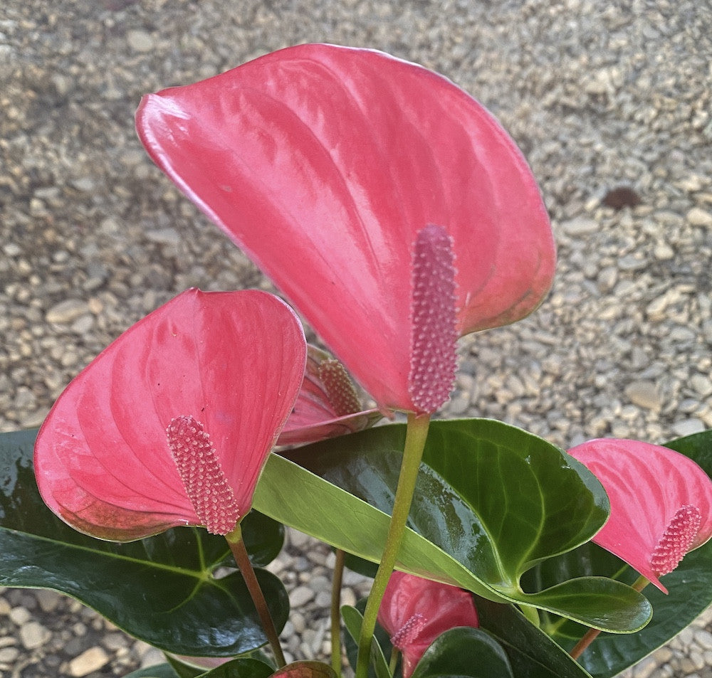 anthurium pink princess Anthurium Princess Alexia Pink Fever – Secret Garden Plant Shop