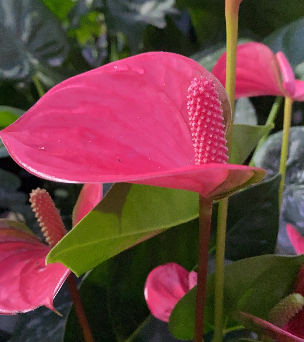 anthurium pink princess Anthurium Princess Alexia Pink Fever – Secret Garden Plant Shop