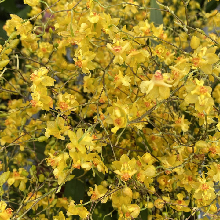 Oncidium Tiny Twinkle 'Gold Dust'