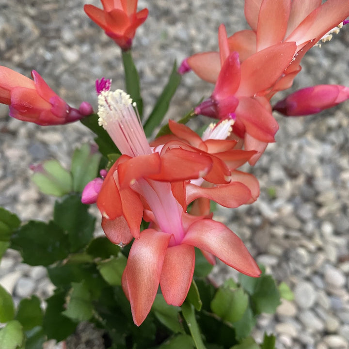 Schlumbergera portocalie - Craciunita, pret atractiv