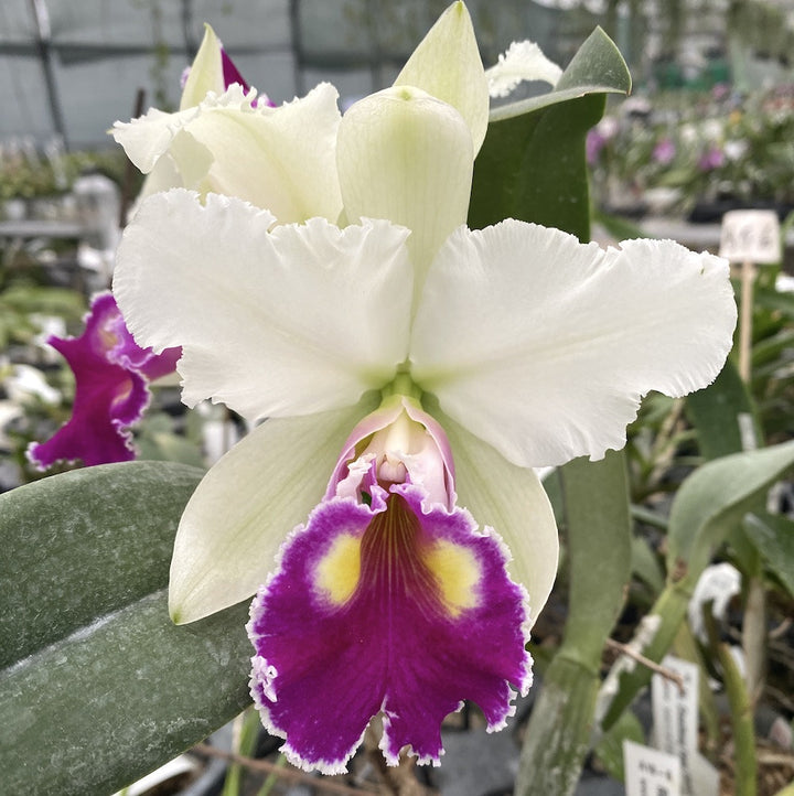 Cattleya Winter Gift × sib