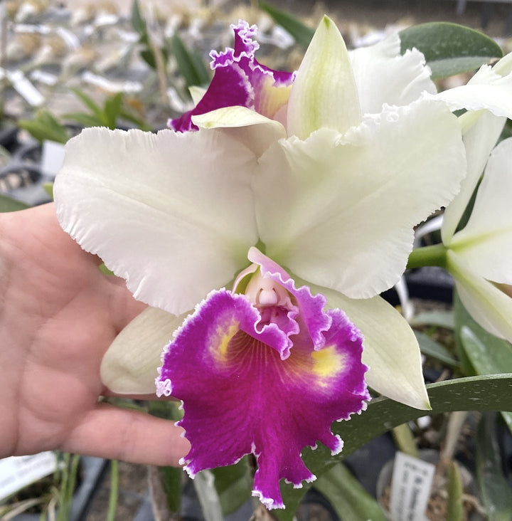 Cattleya Winter Gift × sib