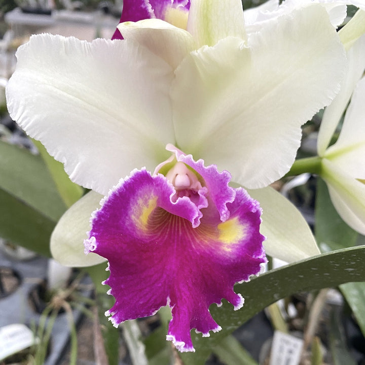 Cattleya Winter Gift × sib