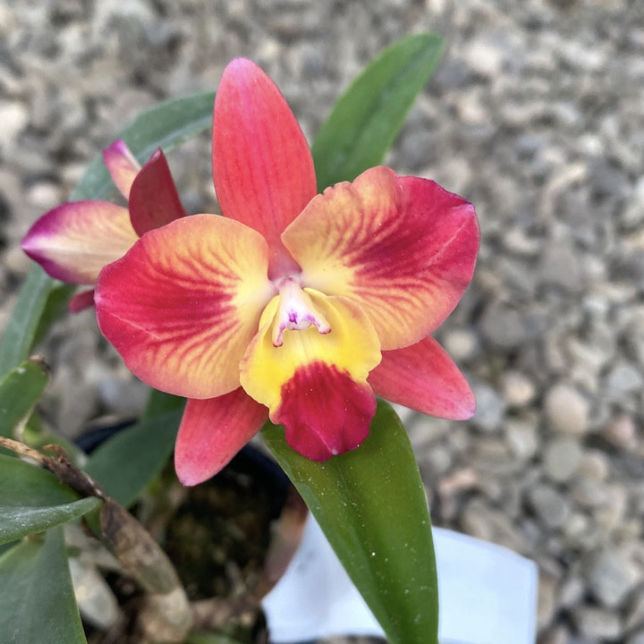 Cattleya Cosmic Delite