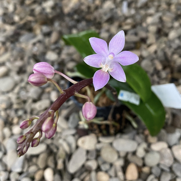 Phalaenopsis equestris 'Pink'