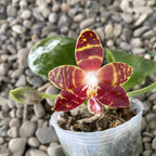 Phalaenopsis amboinensis 'I-Lan' parfumata