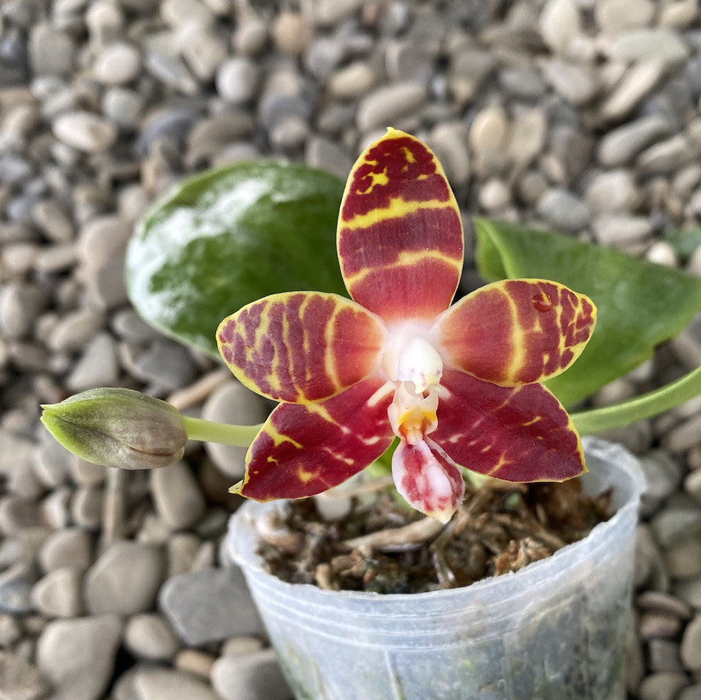 Phalaenopsis amboinensis 'I-Lan' parfumata