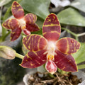 Phalaenopsis amboinensis 'I-Lan' parfumata