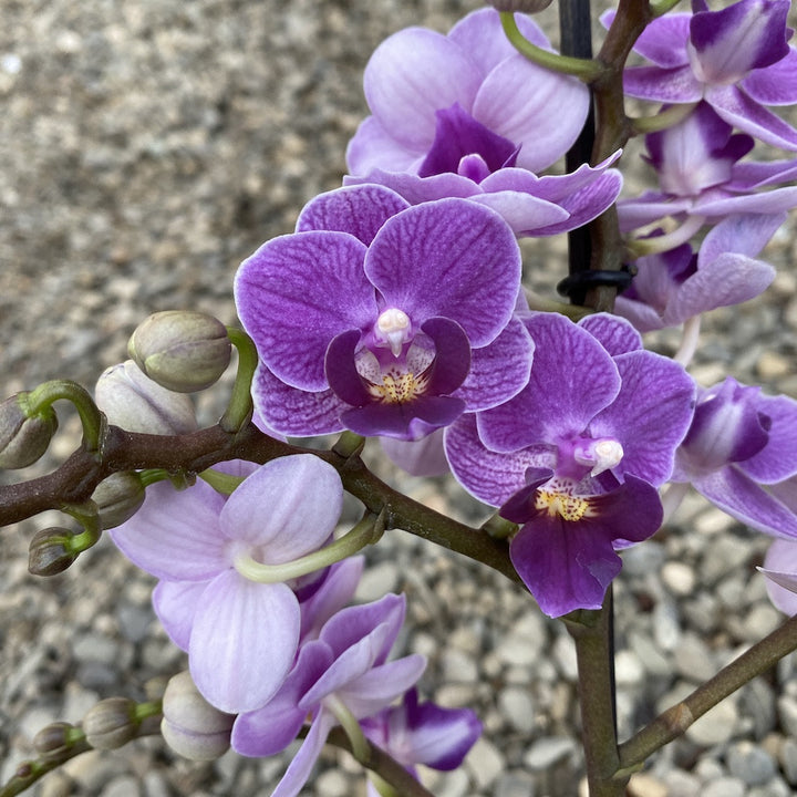 Phalaenopsis Violet Queen