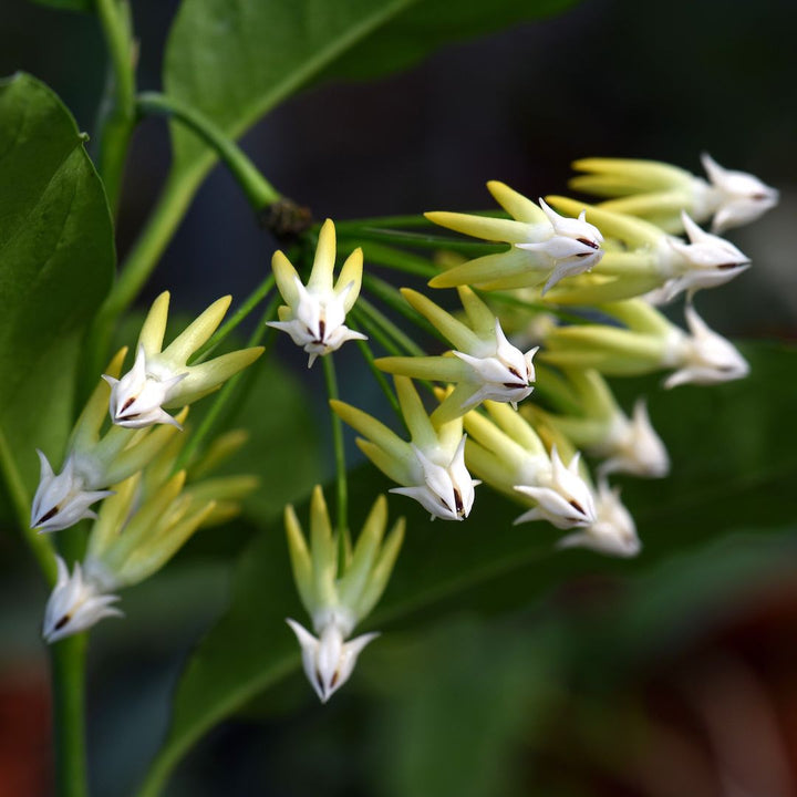 Hoya multiflora