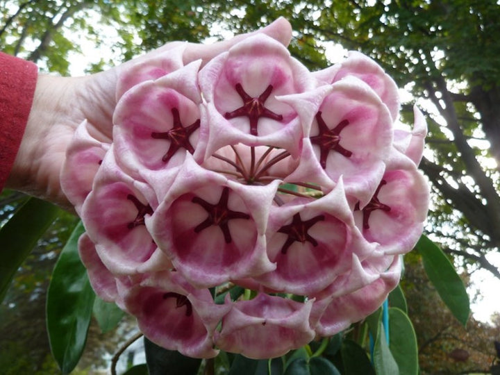 Hoya archboldiana