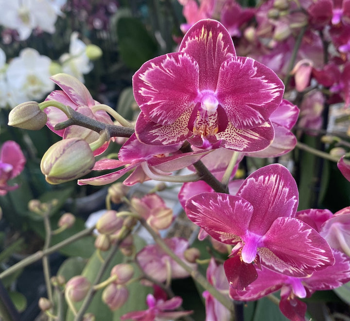 Phalaenopsis Miyo