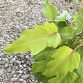 Philodendron Xanadu Gold