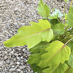 Philodendron Xanadu Gold