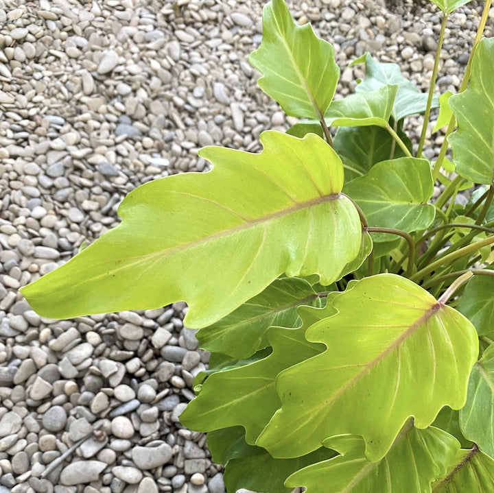 Philodendron Xanadu Gold