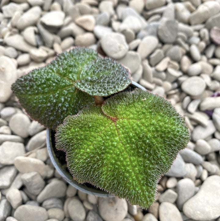 Begonia Rex Soli Mutata