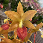 Orhidee Cycnodes Jumbo Mickey