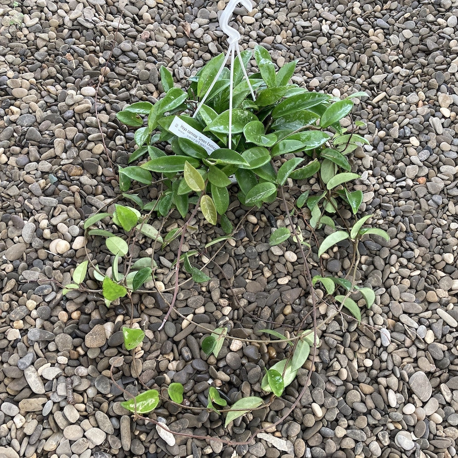 Hoya carnosa ‘Green Exotica’ (pink flowers)
