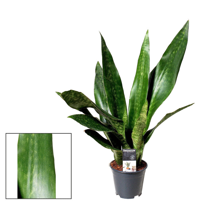 Sansevieria Aubrytniana Jade