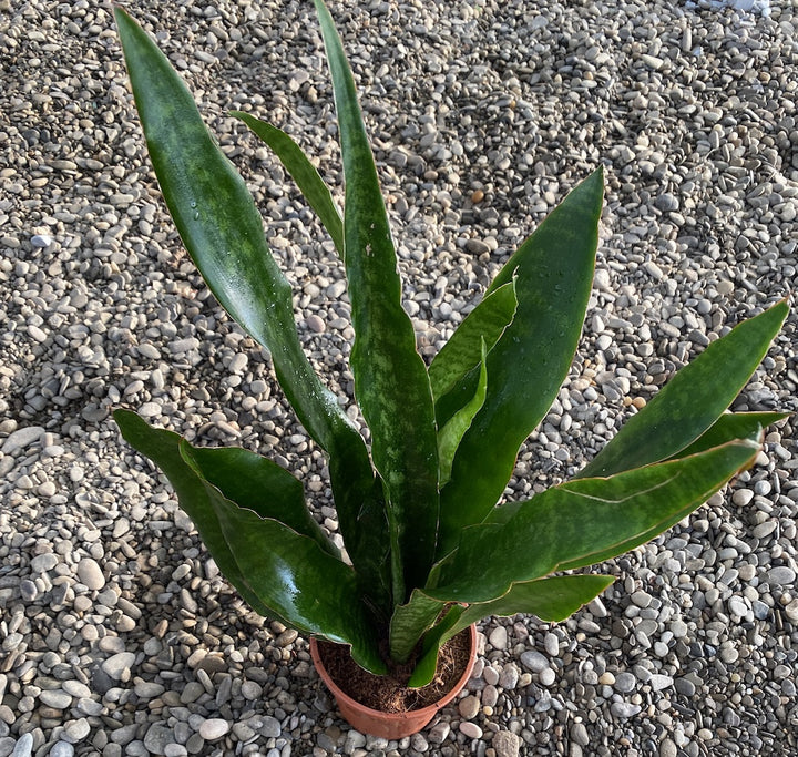 Sansevieria Aubrytniana Jade