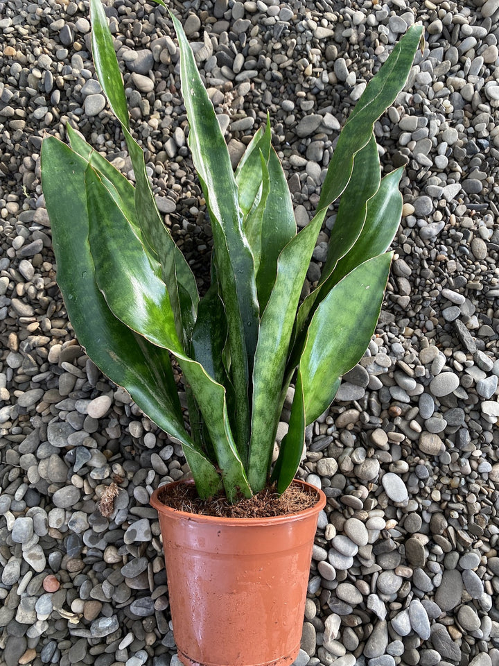 Sansevieria Aubrytniana Jade